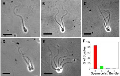 Frontiers | Bundle Formation Of Sperm: Influence Of Environmental Factors